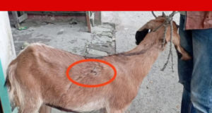 বন্দরে শিশুকে কু-প্রস্তাব: প্রতিবাদ করায় গর্ভবতী ছাগলকে কুপিয়ে জখম